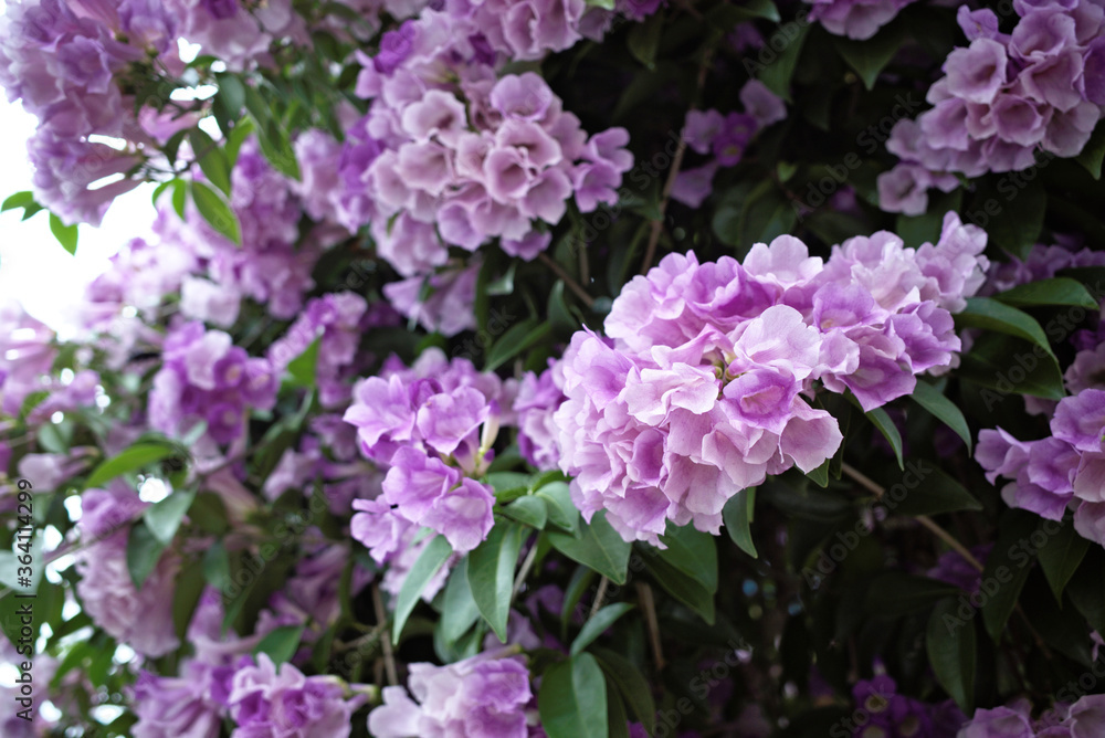 Beautiful full blooming of climbing purple blossom calls garlic vine (Ajo Sacha) or false garlic plant (Mansoa alliacea ,Mansoa hymenaea) ,which is tropical liana in family Bignoniaceae Beautiful full blooming of climbing purple blossom calls garlic vine (Ajo Sacha) or false garlic plant (Mansoa alliacea ,Mansoa hymenaea) ,which is tropical liana in family Bignoniaceae