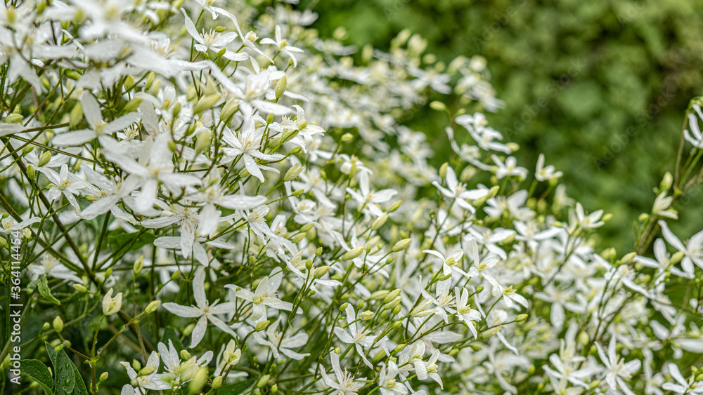 White Jasmine flowers in raindrops White Jasmine flowers in raindrops