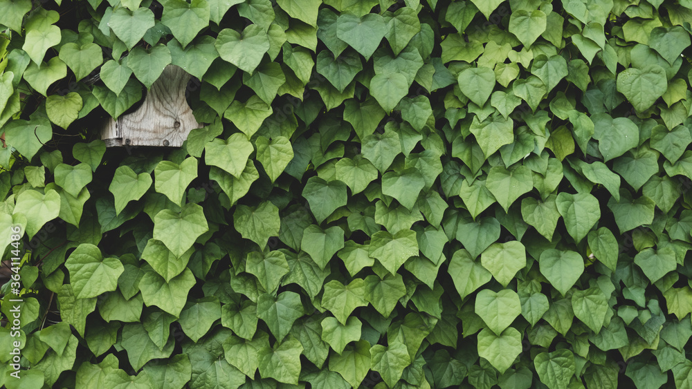 A wall of leaves with a house for birds A wall of leaves with a house for birds