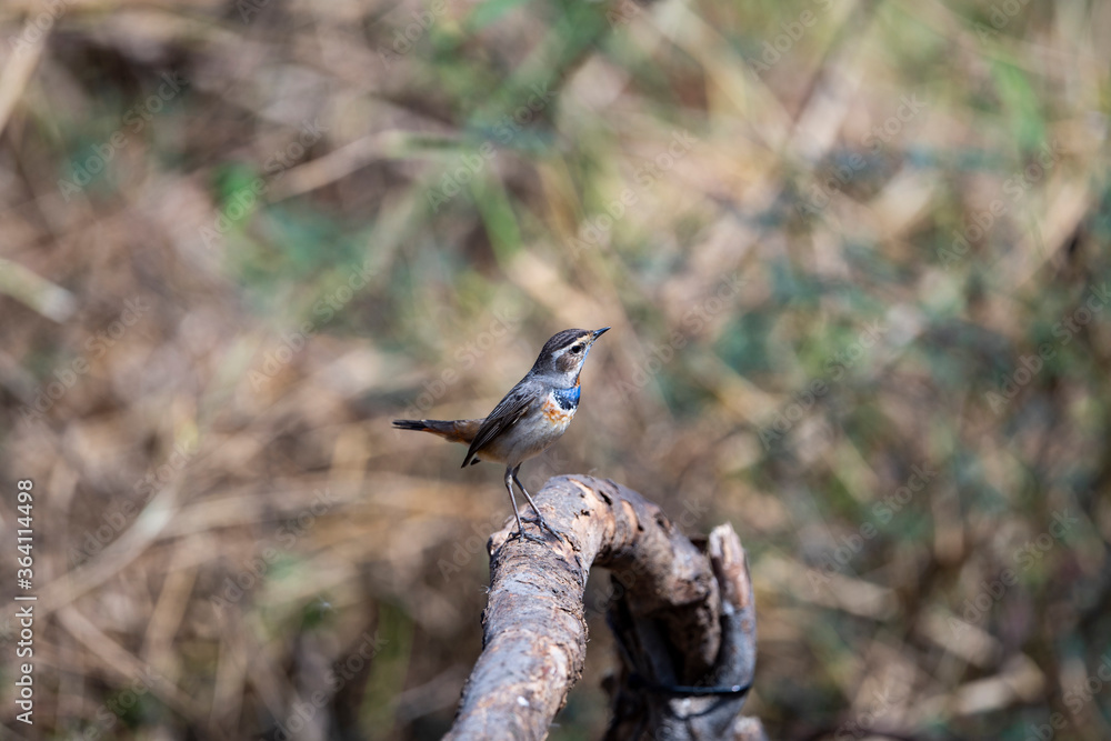 Fototapeta premium Blue Throat