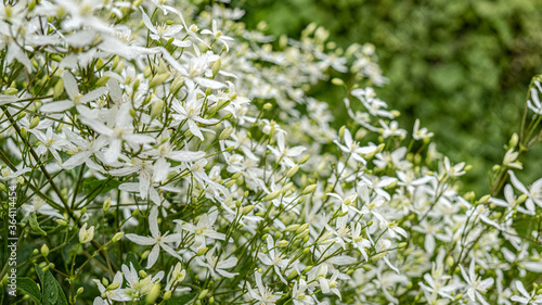 White Jasmine flowers in raindrops