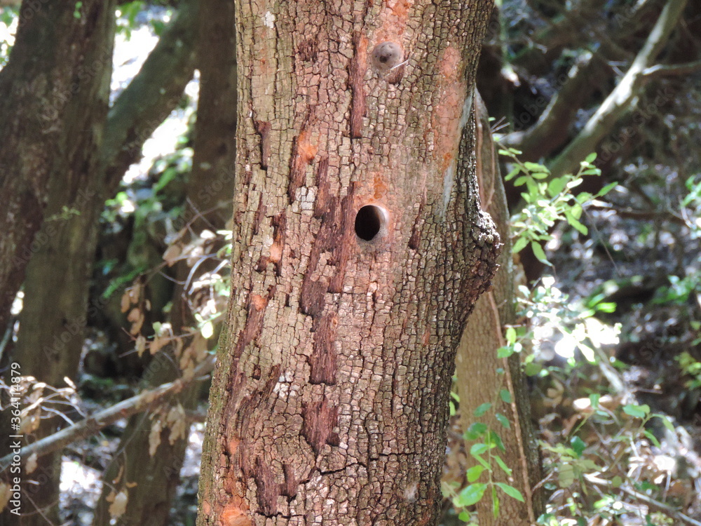 Obraz premium Closeup of a woodpecker nest