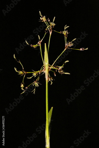 Hairy Woodrush (Luzula pilosa). Inflorescence Closeup photo