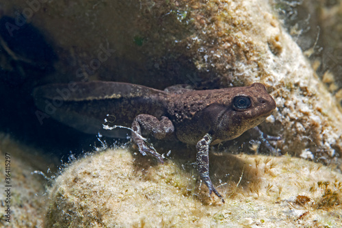 Toad tadpole under water, Erdkröten Kaulquappe unter Wasser