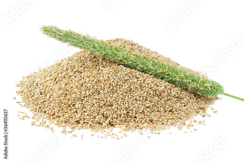 Closeup of timothy grass and seeds isolated on white background. Green timothy (Phleum pratense) sultan and freshly harvested seeds close-up. Timothy seeds with panicle isolated on white. photo