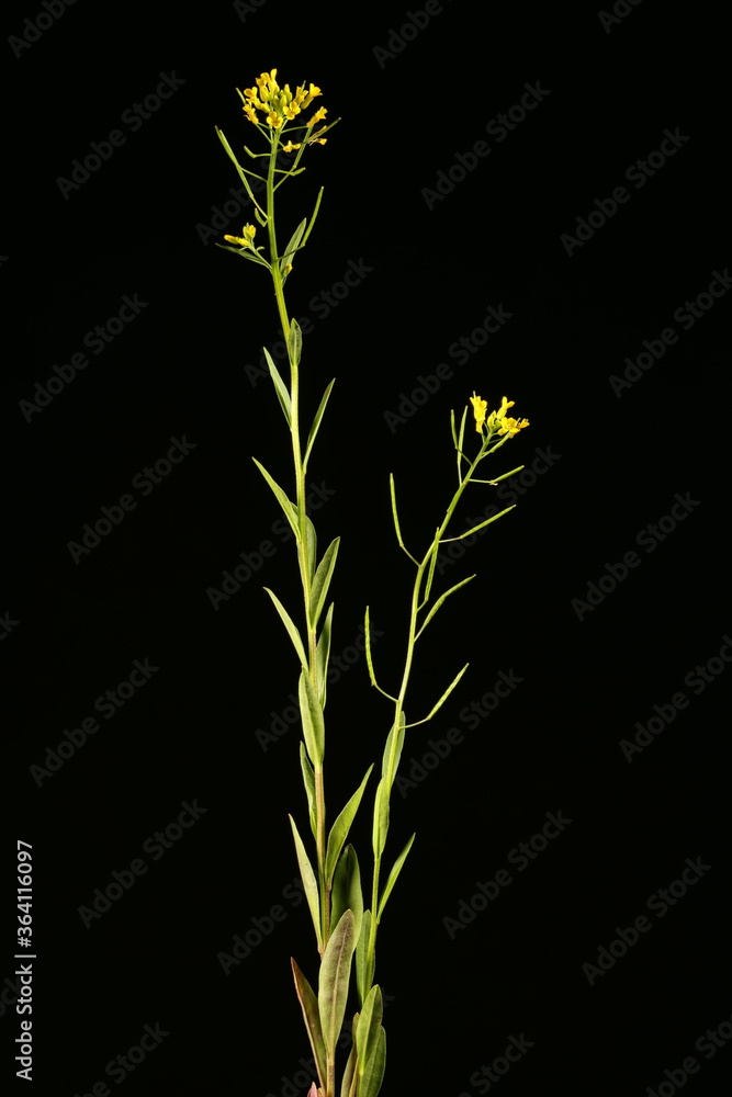Fototapeta premium Treacle-Mustard (Erysimum cheiranthoides). General Habit