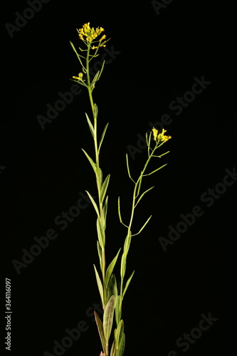 Treacle-Mustard (Erysimum cheiranthoides). General Habit photo