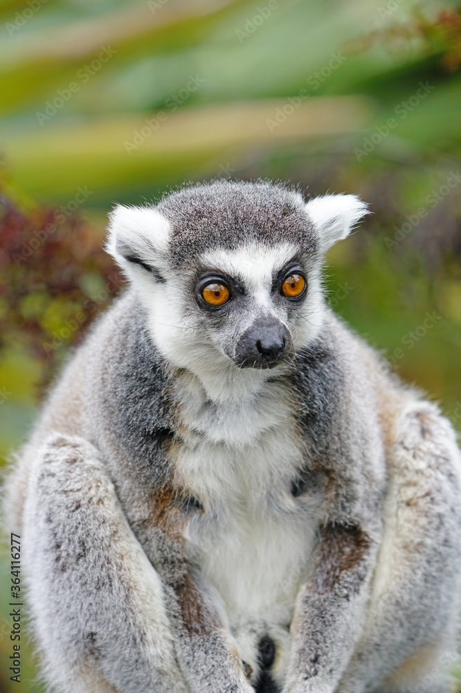 A lemur catta from Madagascar A lemur catta from Madagascar