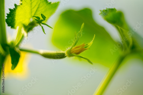 Natural background where focus is soft. Macro shot. Cucumber flower