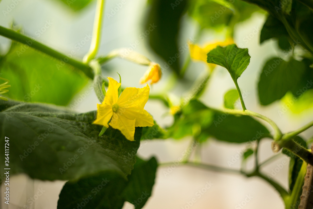 Natural background where focus is soft. Macro shot. Cucumber flower Natural background where focus is soft. Macro shot. Cucumber flower
