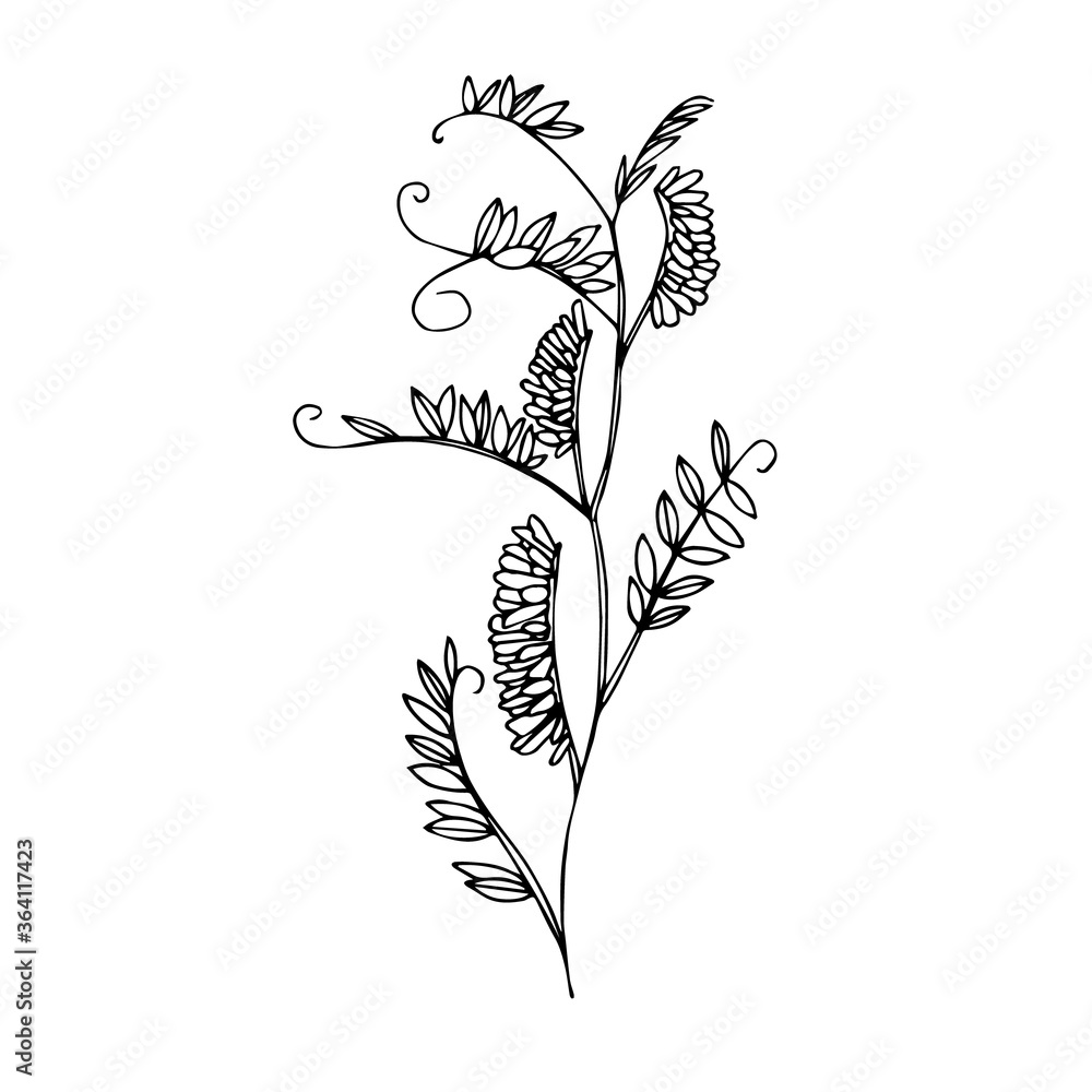 Fototapeta premium Hand-drawn image of a mouse pea stalk with leaves and flowers. Black and white image isolated on a white background. 