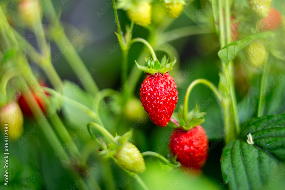 Natural background where focus is soft. Macro shot. Fragaria vesca. Wild Strawberries Natural background where focus is soft. Macro shot. Fragaria vesca. Wild Strawberries