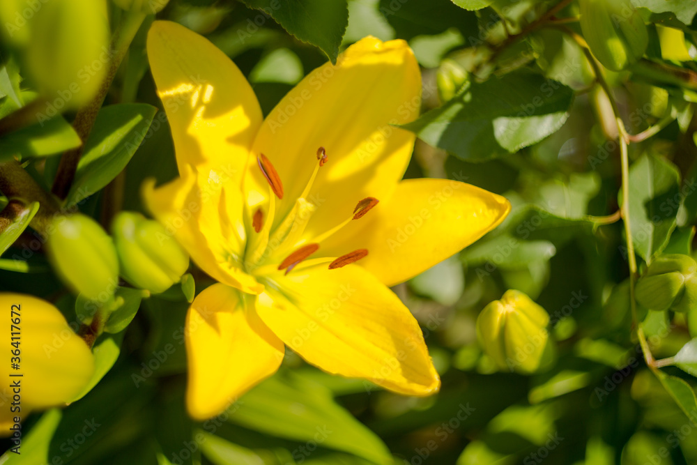 Natural background where focus is soft. Macro shot. Yellow lily