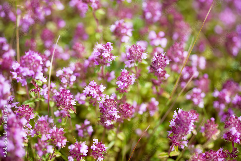 Pink flowers of forest thyme closeup.  Medicinal herbs.