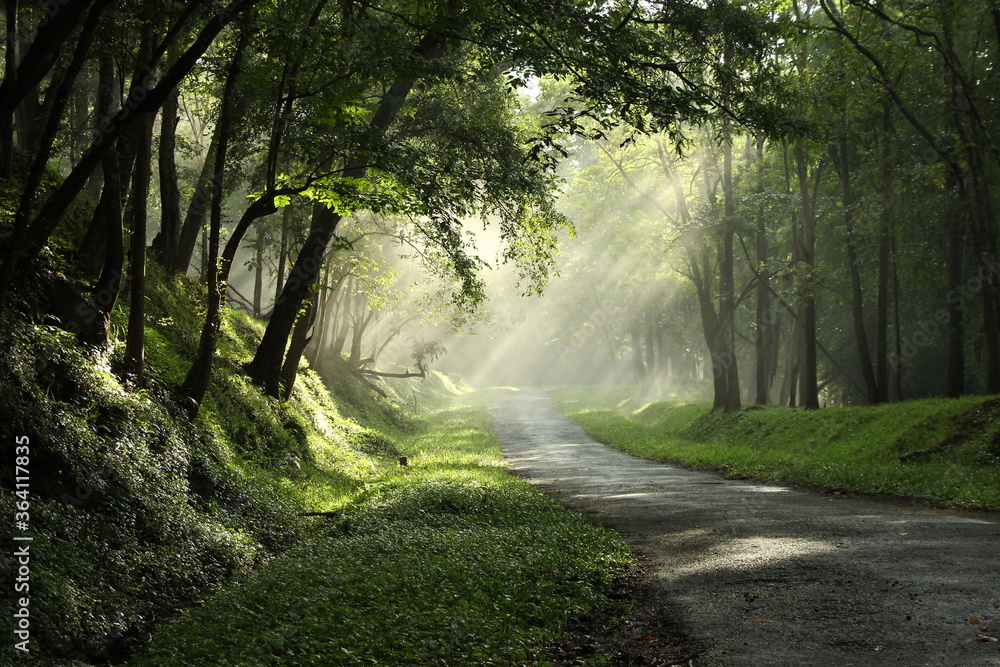 Obraz premium PARAMBIKULAM TIGER RESERVE