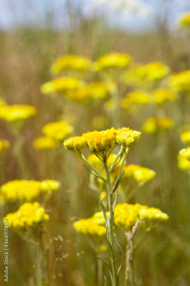 Yellow flowers of medicinal herb Helichrysum (Helichrysum arenarium) closeup, soft focus. Medicinal herbs, alternative medicine. Yellow flowers of medicinal herb Helichrysum (Helichrysum arenarium) closeup, soft focus. Medicinal herbs, alternative medicine.
