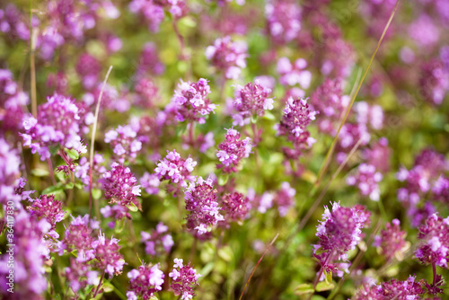 Pink flowers of forest thyme closeup. Medicinal herbs.