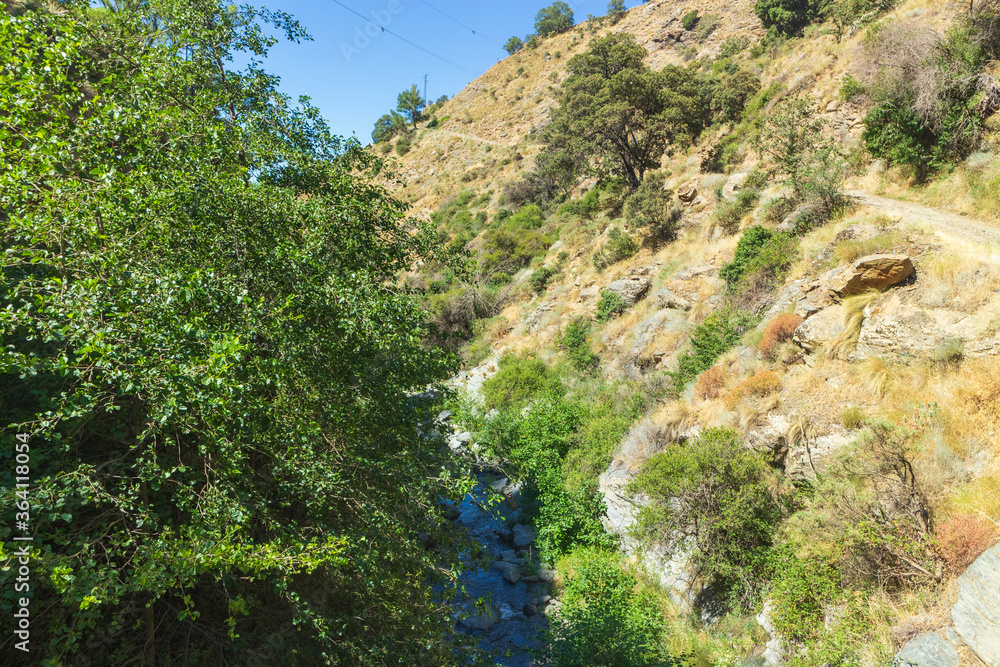 high mountain river surrounded by vegetation