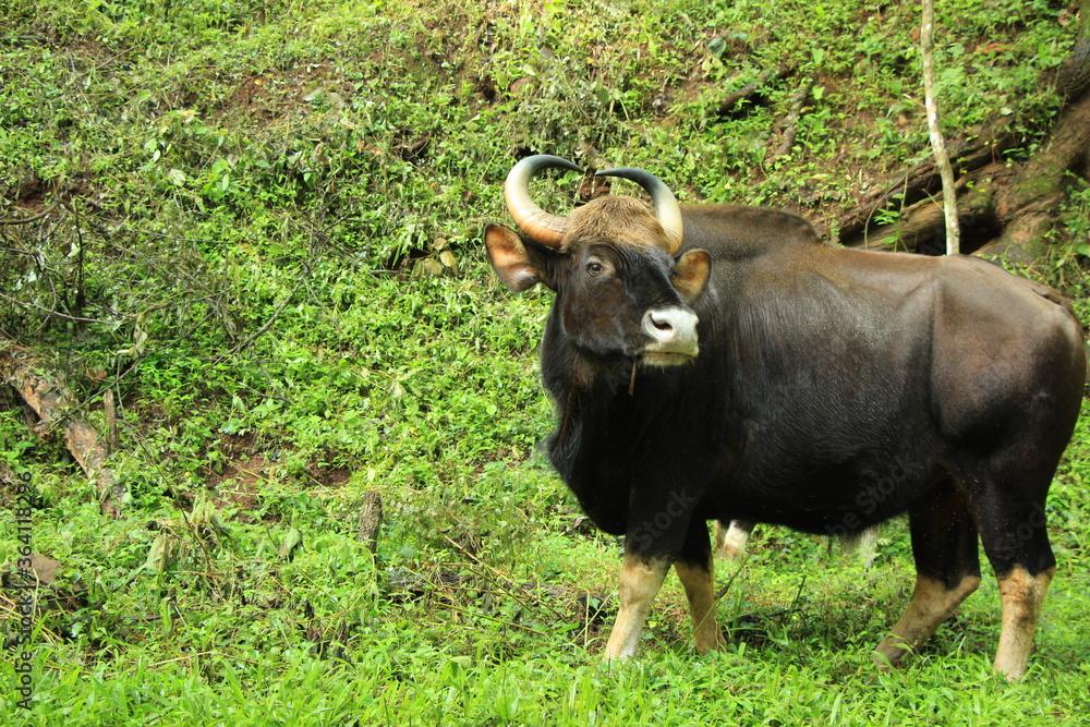 PARAMBIKULAM TIGER RESERVE INDIAN WILD GAUR PARAMBIKULAM TIGER RESERVE INDIAN WILD GAUR