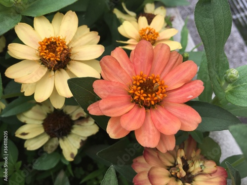 African daisies are available in many colors such as blue  yellow and purple and find a variety of colors such as white  cream  pink  purple  purple to yellow  green petioles....