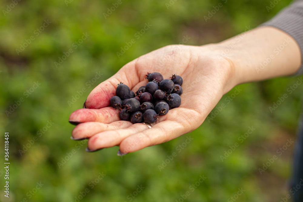 Blue berry Jurga in a woman's hand. Berry harvest Blue berry Jurga in a woman's hand. Berry harvest