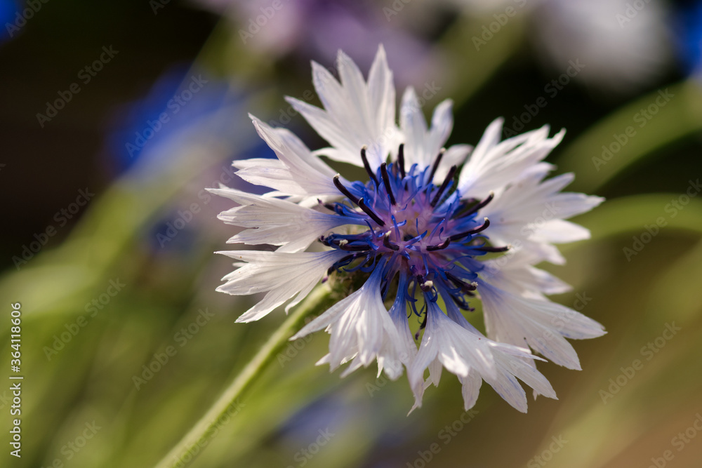 Close up from a blue and white corn flower Close up from a blue and white corn flower
