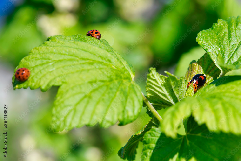Ladybird on a berryplant leaf, photo made in Weert the Netherlands Ladybird on a berryplant leaf, photo made in Weert the Netherlands