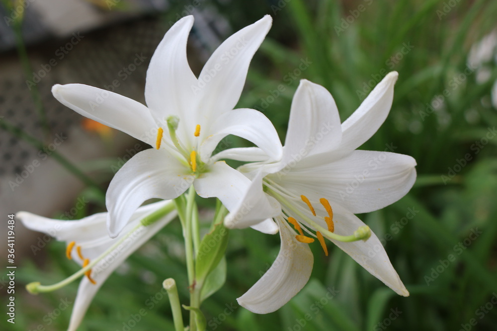 Fototapeta premium White lilies washed by summer rain. Drops of water lie on delicate flower petals