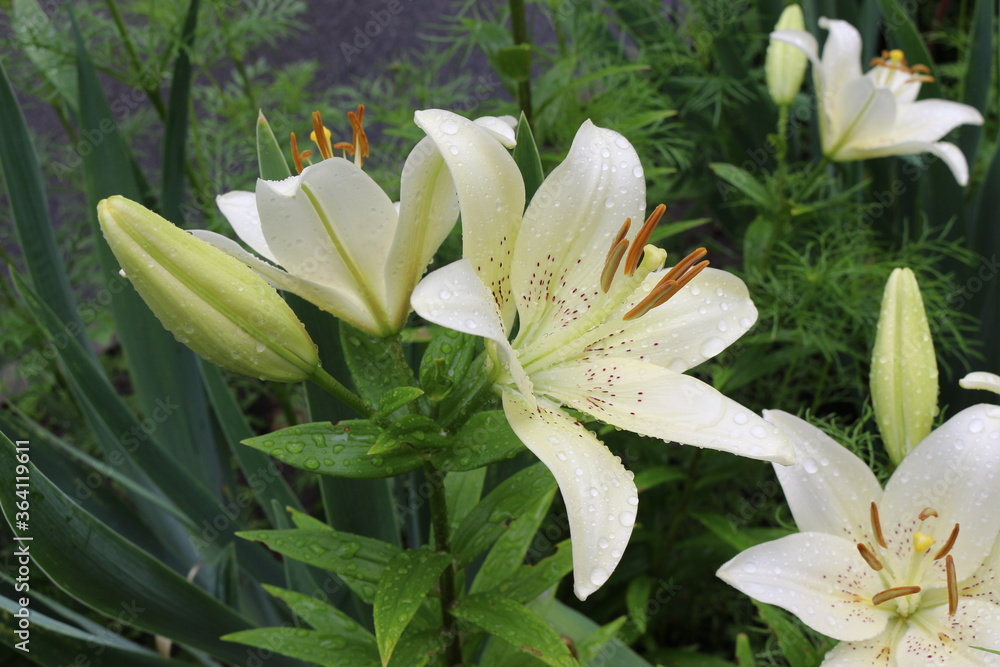 Obraz premium White lilies washed by summer rain. Drops of water lie on delicate flower petals