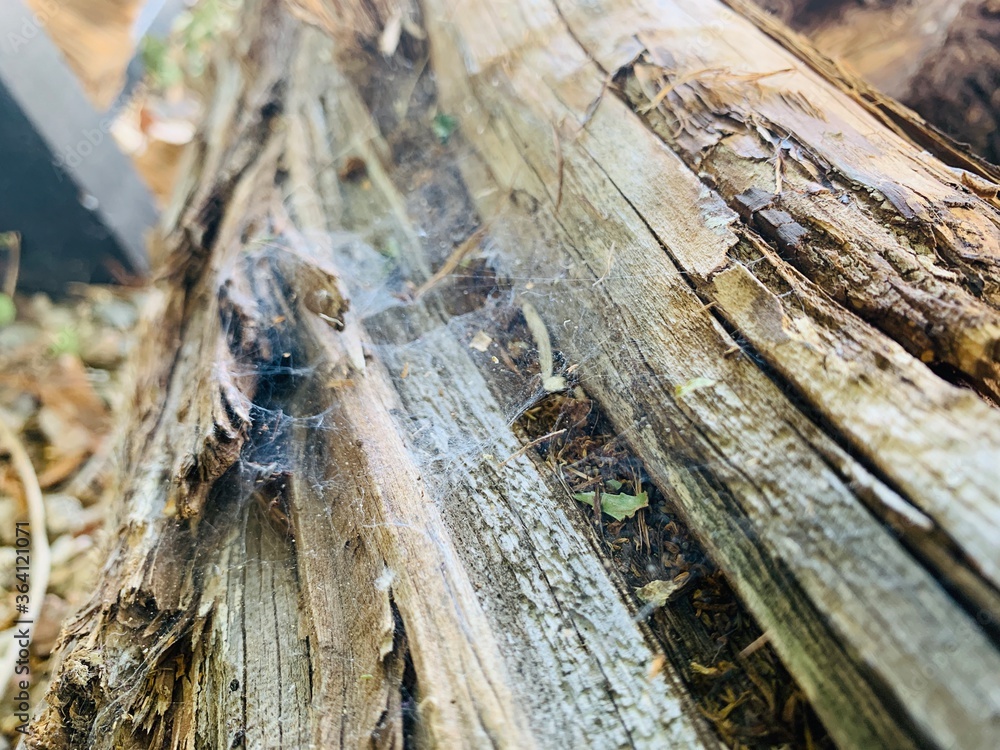Bark on a log Bark on a log