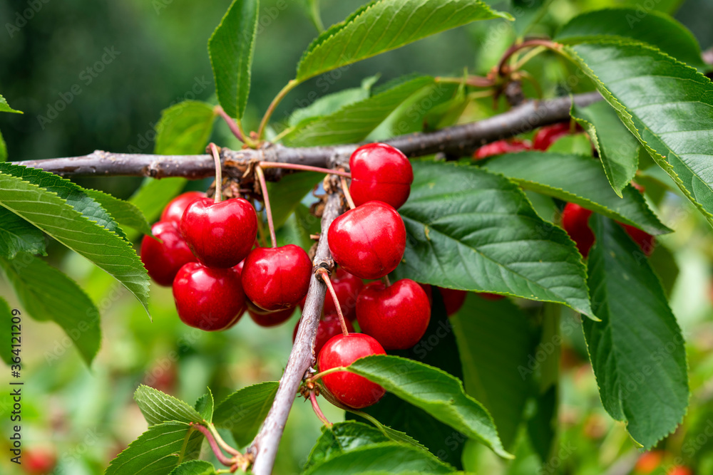 ripe sweet cherries on the tree ripe sweet cherries on the tree