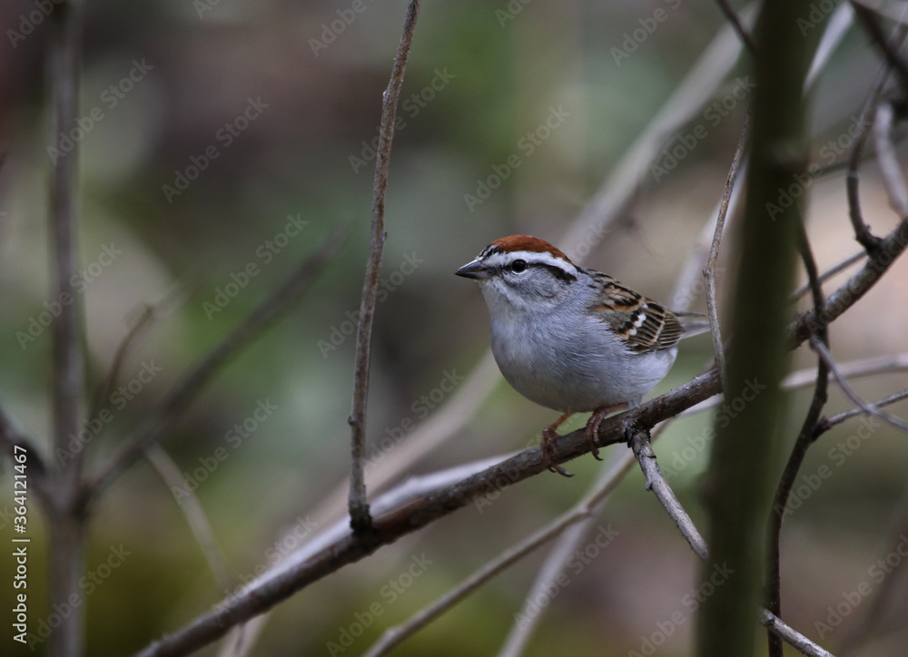 A Chipping Sparrow (Spizella passerina) sitting a a tree, shot in Waterloo, Ontario, Canada.