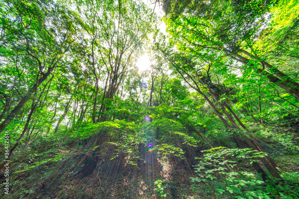 Obraz premium 【エコイメージ】マイナスイオンたっぷりな森林