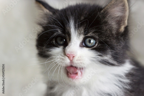 close up of long hair Norwegian forest cat kitten yawning 