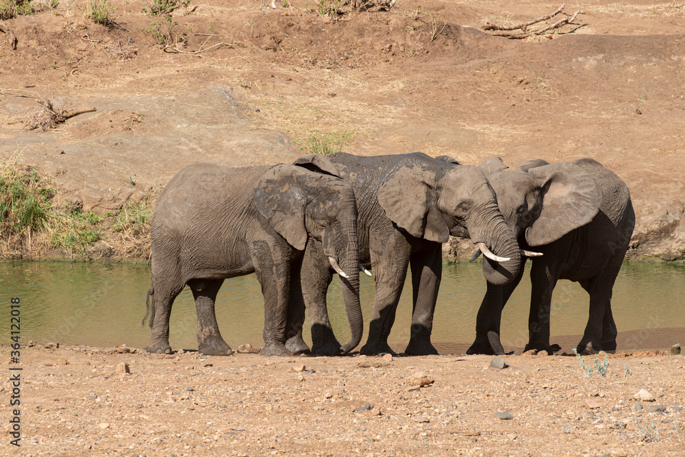 Fototapeta premium Eléphant d'Afrique, Loxodonta africana, Parc national Kruger, Afrique du Sud