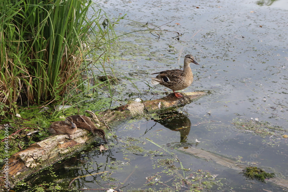 Duck with ducklings sit on a tree trunk lying in the lake
Duck with ducklings sit on a tree trunk lying in the lake