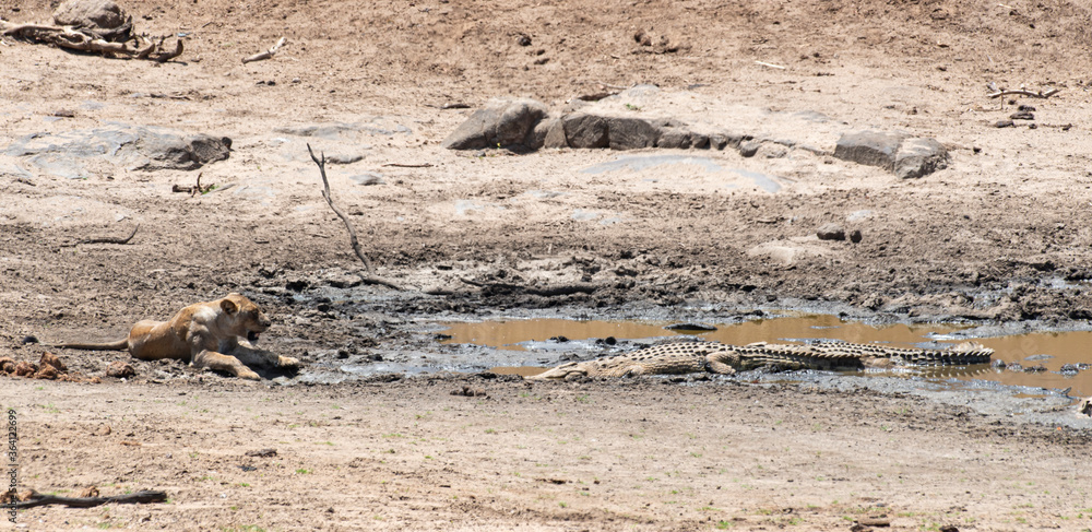 Fototapeta premium lion, femelle, lionne, Panthera leo, Crocodile du nil, Crocodylus niloticus