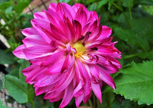 Wallpaper Mural pink dahlia flower Torontodigital.ca