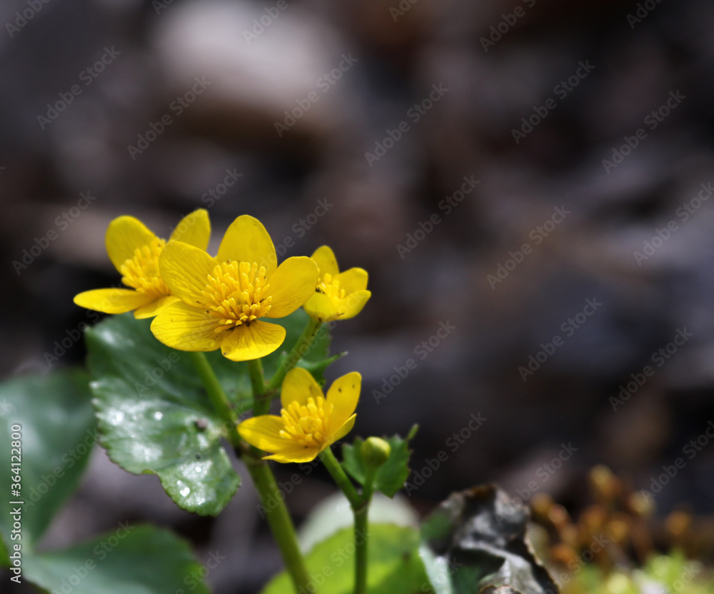 Yellow Marsh Marigold (Caltha palustris) flowers blooming in a swamp. Shot in Cambridge, Ontario, Canada. Yellow Marsh Marigold (Caltha palustris) flowers blooming in a swamp. Shot in Cambridge, Ontario, Canada.
