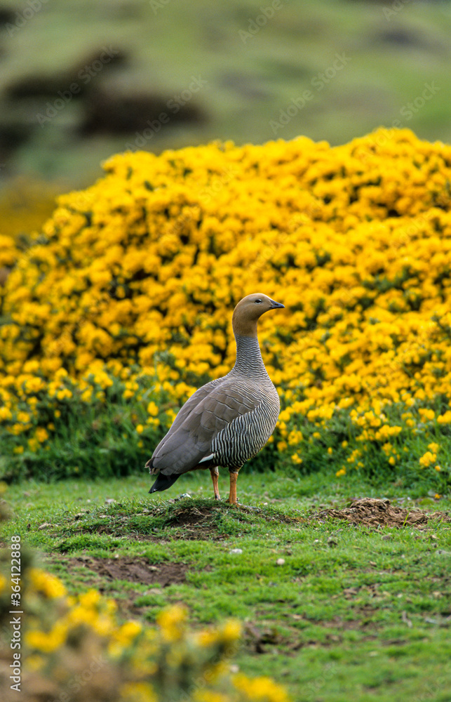 Naklejka premium Ouette à tête rousse,.Chloephaga rubidiceps, Ruddy headed Goose, Iles Falkland, Malouines