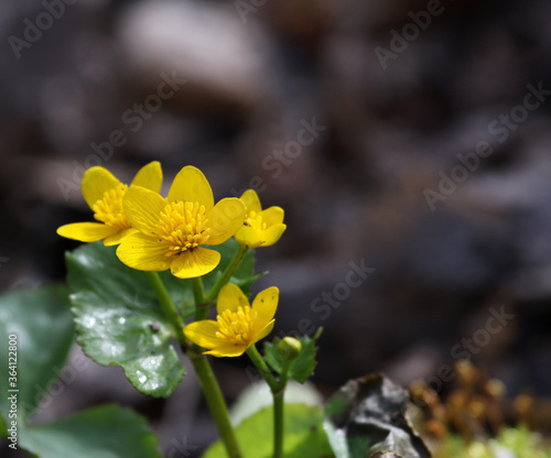 Yellow Marsh Marigold (Caltha palustris) flowers blooming in a swamp.  Shot in Cambridge, Ontario, Canada. photo