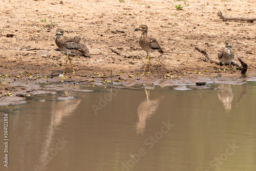 Oedicnème vermiculé,.Burhinus vermiculatus, Water Thick knee photo