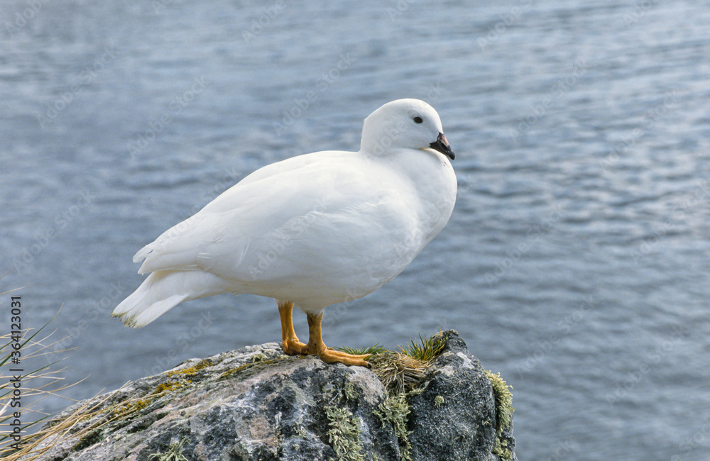 Ouette marine,..Chloephaga hybrida, Kelp Goose, Iles Falkland, Malouines Ouette marine,..Chloephaga hybrida, Kelp Goose, Iles Falkland, Malouines