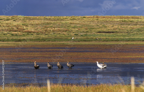 Ouette de Magellan,.Chloephaga picta, Upland Goose, Iles Falkland, Malouines