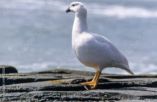 Ouette marine,..Chloephaga hybrida, Kelp Goose, Iles Falkland, Malouines photo