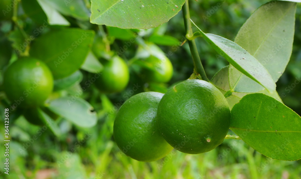 A Green Lime on tree , a citrus fruit A Green Lime on tree , a citrus fruit