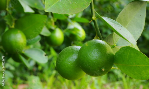  A Green Lime on tree , a citrus fruit 