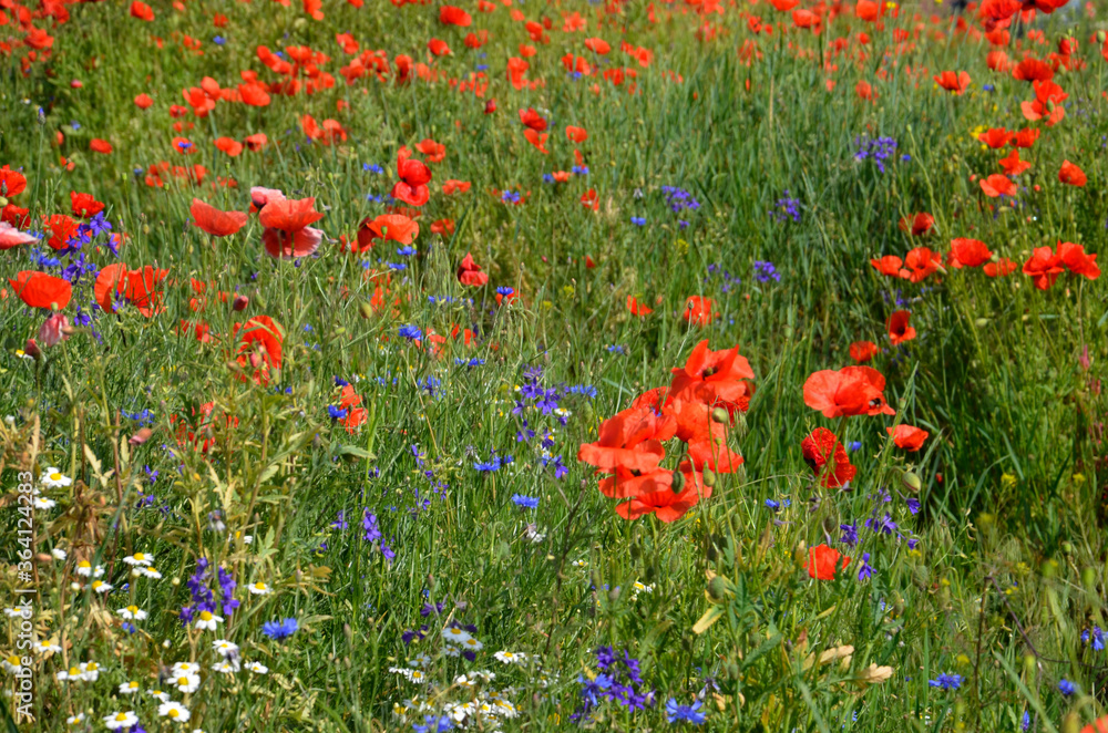 Fototapeta premium Background: a variety of blooming wildflowers. Poppies, blue cornflowers, daisies. Multi-colored, multi-colored flowers on the field. no sharpness, no focus. Blurring, blurring.