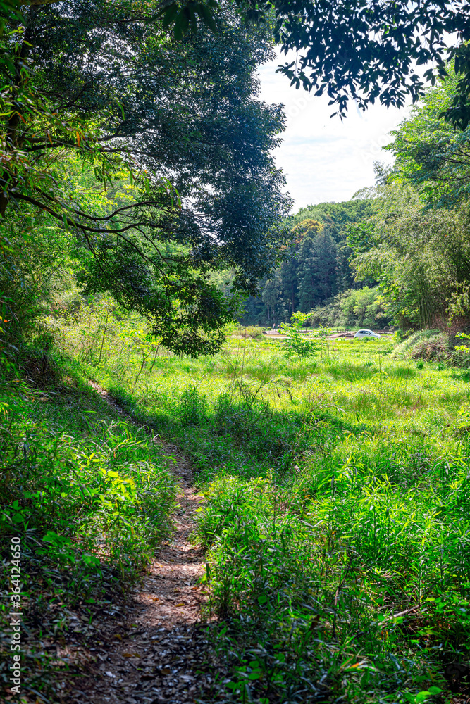 【エコイメージ】マイナスイオンたっぷりな森林