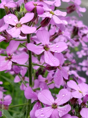 pink and white flowers